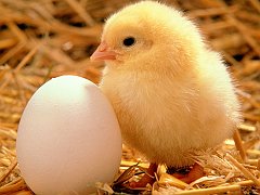 Spring Chicken